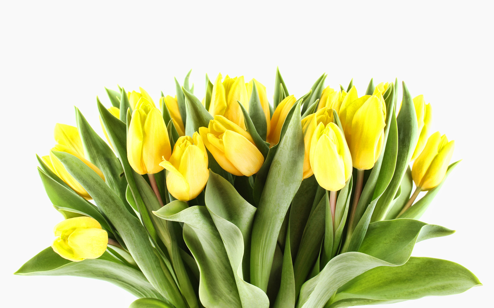 黄色のチューリップの壁紙,花,開花植物,黄,切り花,工場