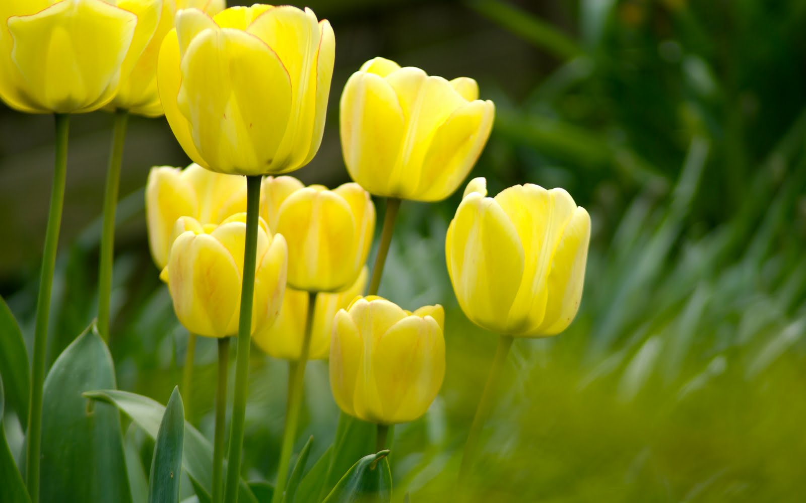 carta da parati tulipani gialli,fiore,tulipano,giallo,pianta,petalo