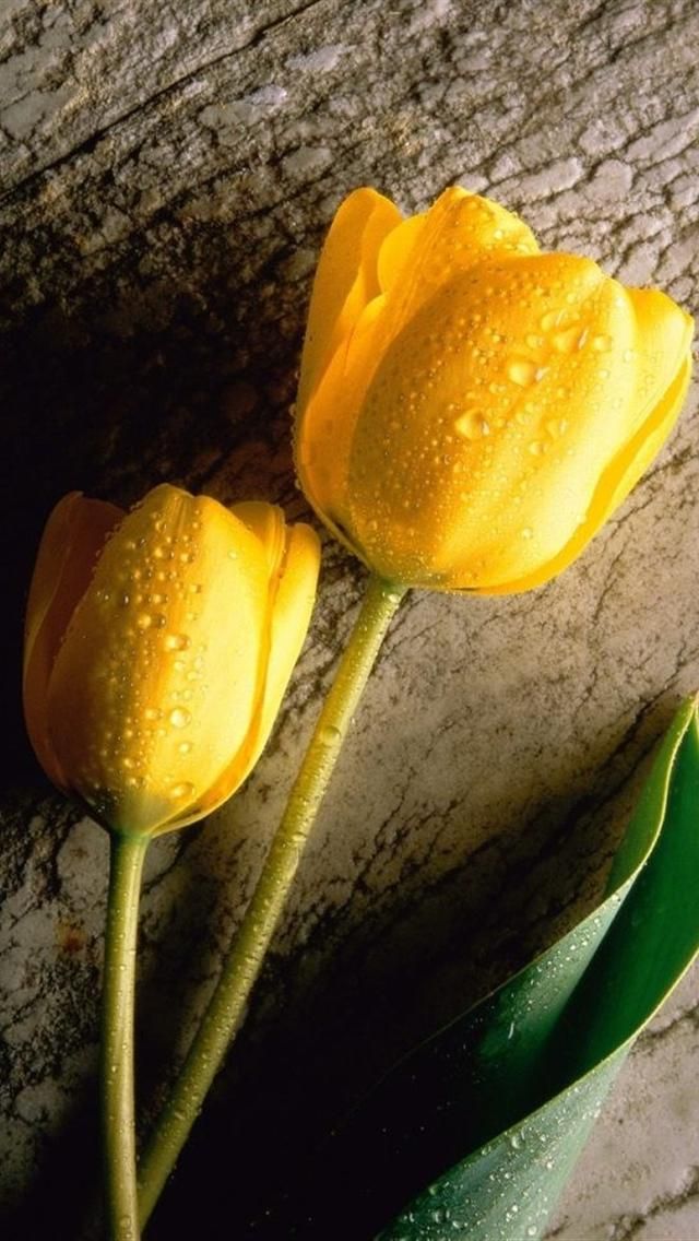 papier peint tulipes jaunes,jaune,tulipe,fleur,plante,famille de lys