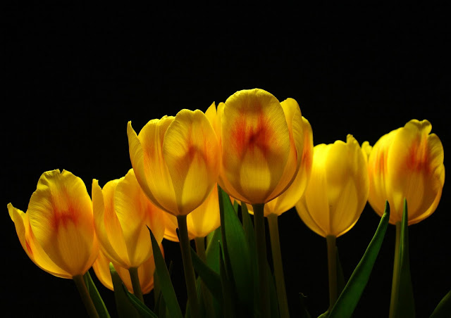 carta da parati tulipani gialli,fiore,petalo,giallo,tulipano,pianta