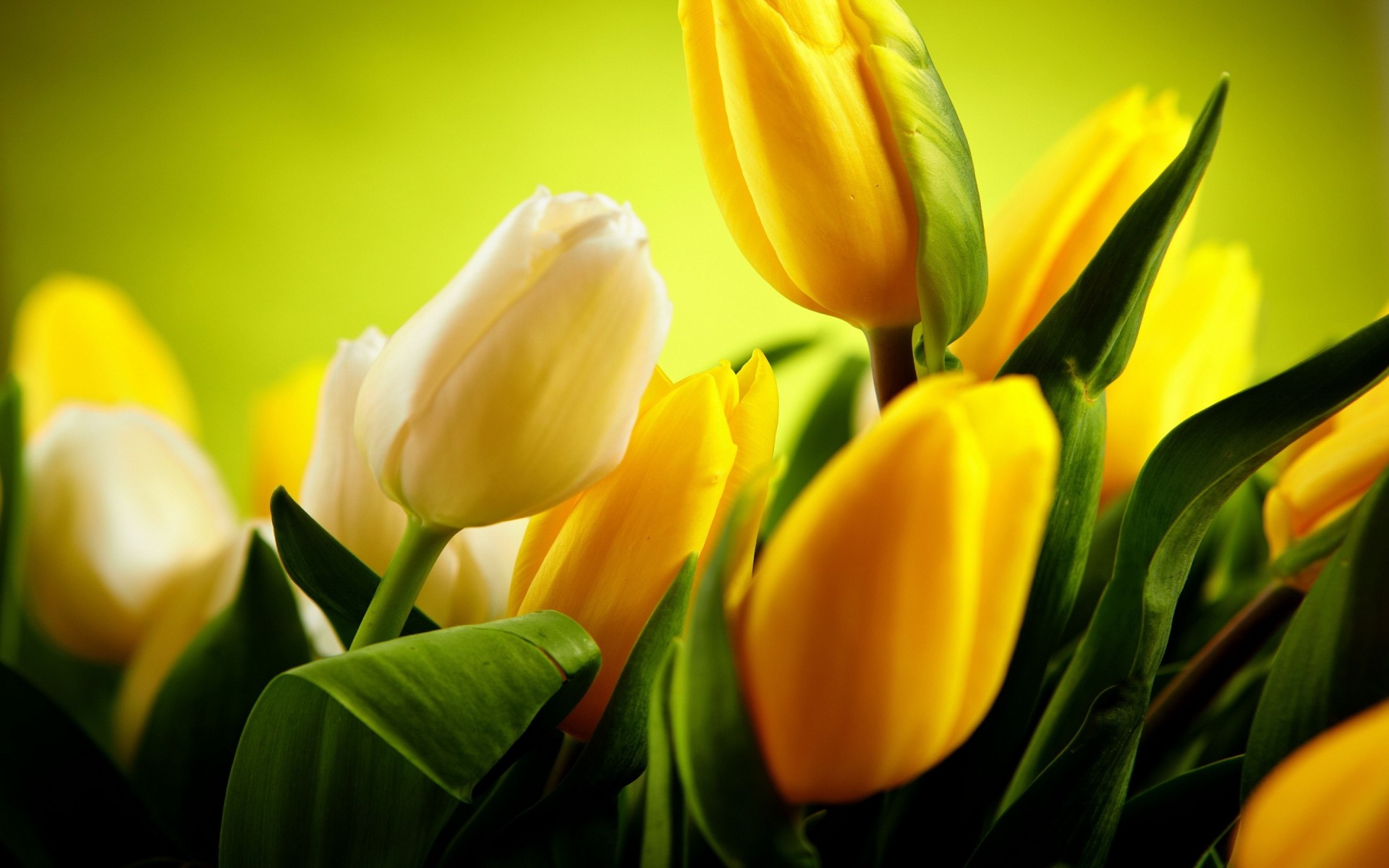 yellow tulips wallpaper,flower,flowering plant,yellow,petal,tulip