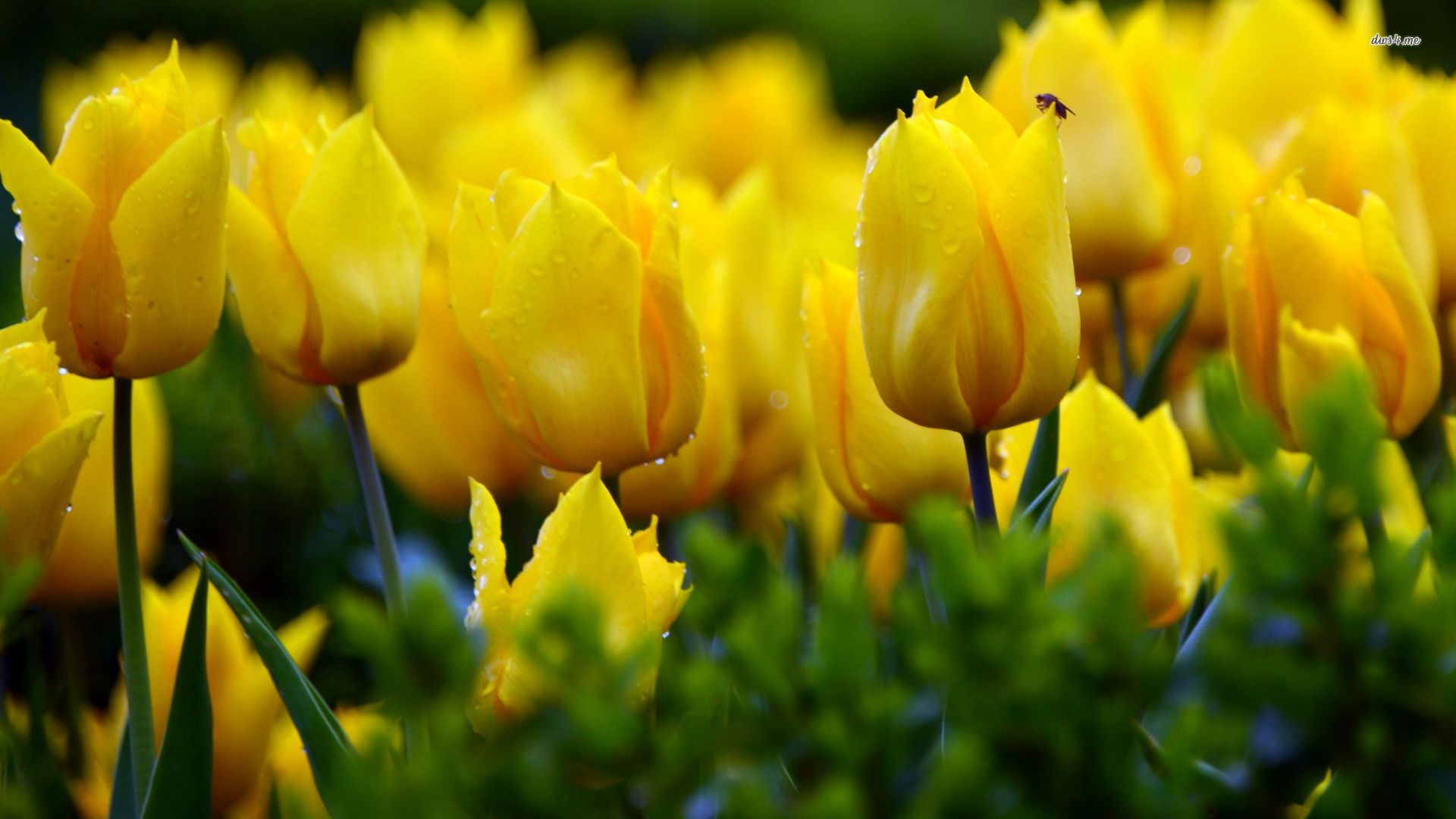 papier peint tulipes jaunes,fleur,plante à fleurs,jaune,pétale,tulipe