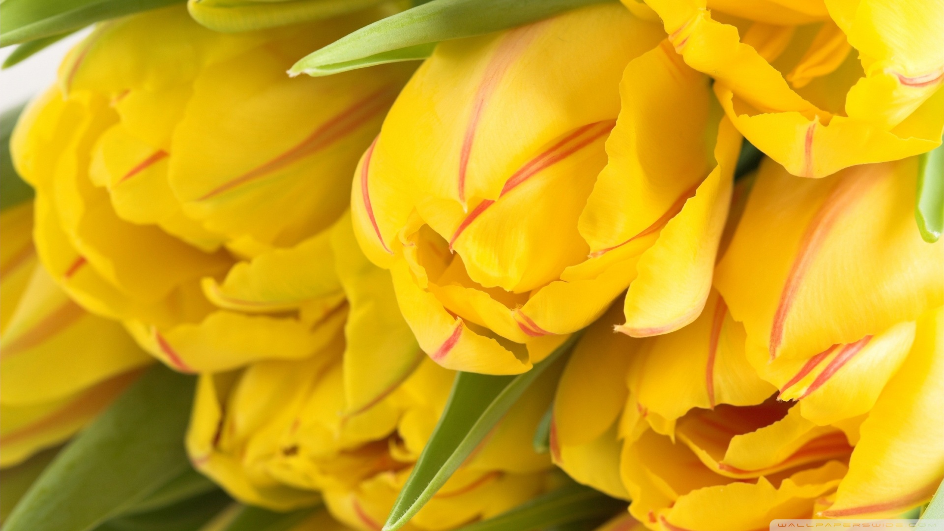 papel tapiz de tulipanes amarillos,amarillo,pétalo,flor,planta,planta floreciendo