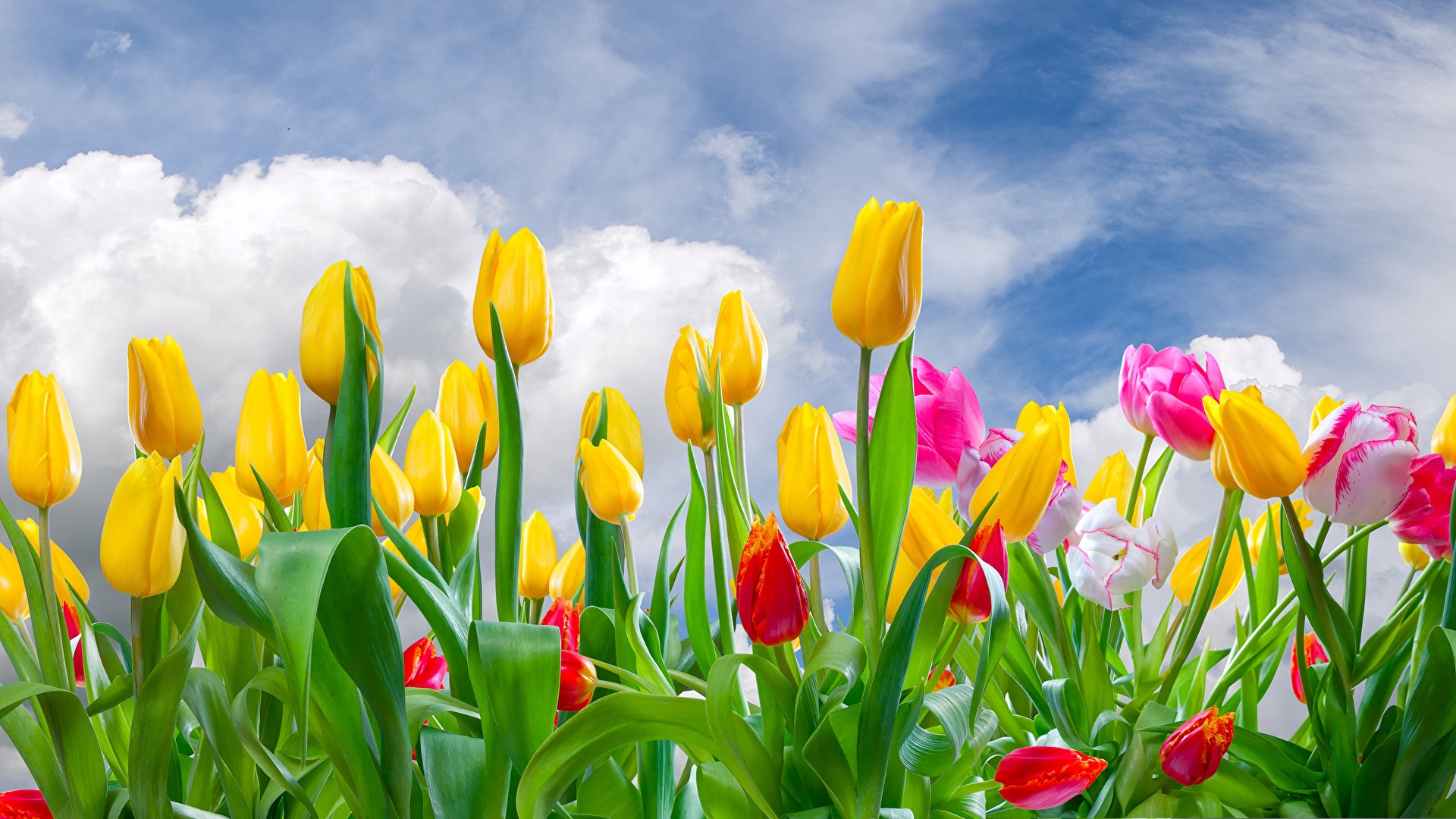 carta da parati tulipani gialli,fiore,pianta fiorita,petalo,tulipano,prato