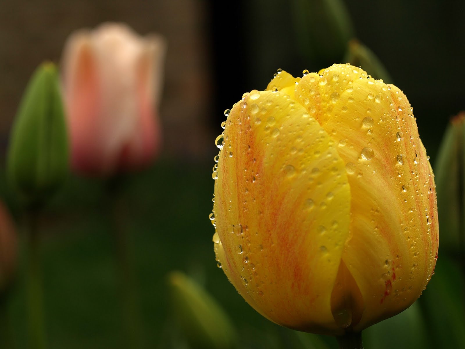 papel tapiz de tulipanes amarillos,flor,agua,tulipán,amarillo,pétalo