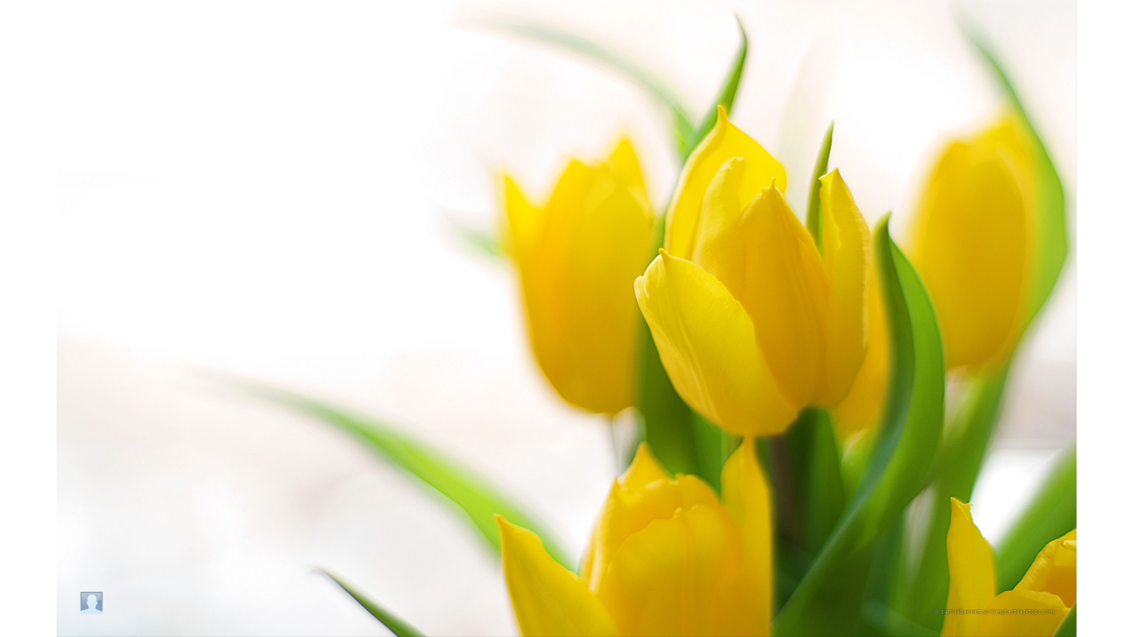 papier peint tulipes jaunes,fleur,jaune,pétale,plante,plante à fleurs