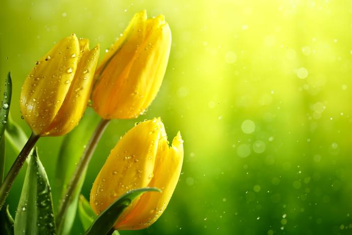 yellow tulips wallpaper,water,yellow,nature,flower,natural landscape