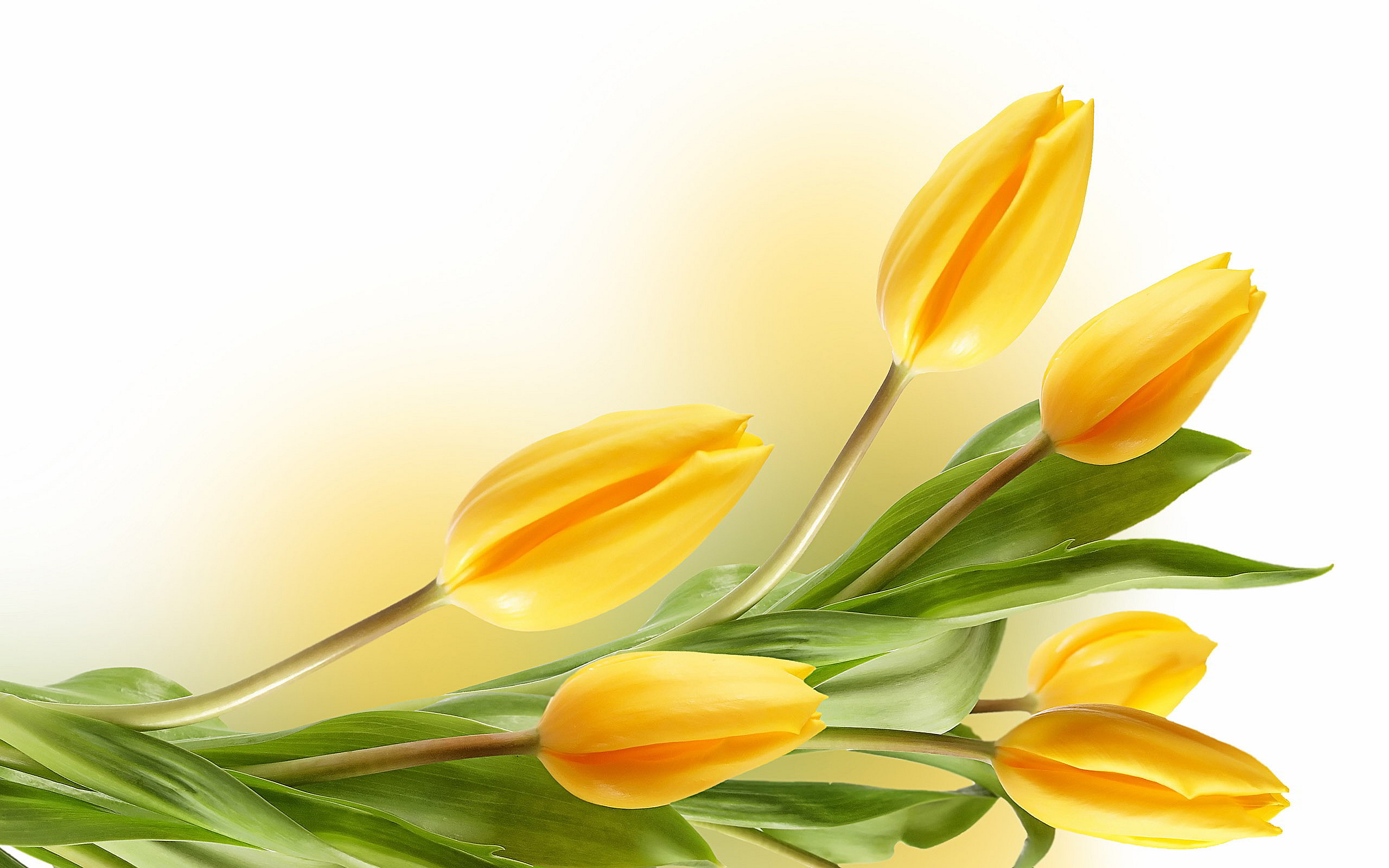 papel tapiz de tulipanes amarillos,flor,amarillo,planta,pétalo,planta floreciendo