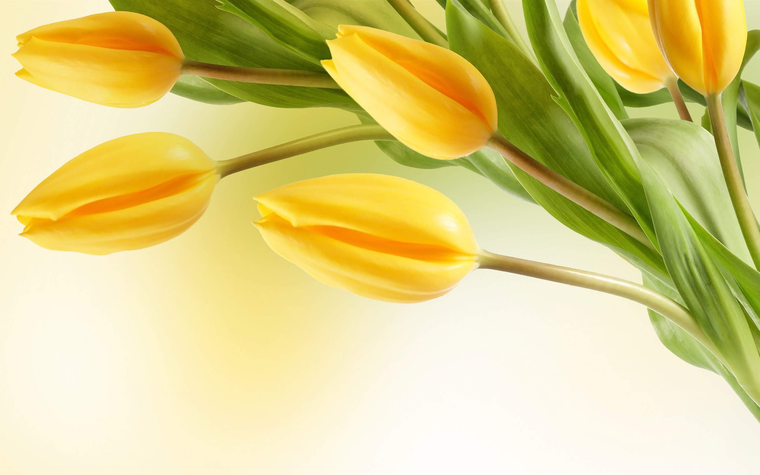 carta da parati tulipani gialli,giallo,tulipano,fiore,tagliare i fiori,pianta