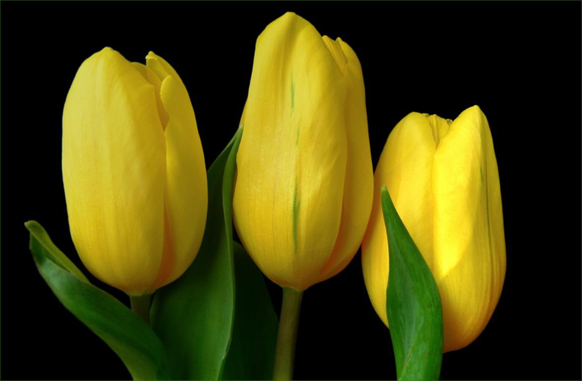 carta da parati tulipani gialli,petalo,giallo,fiore,pianta,avvicinamento