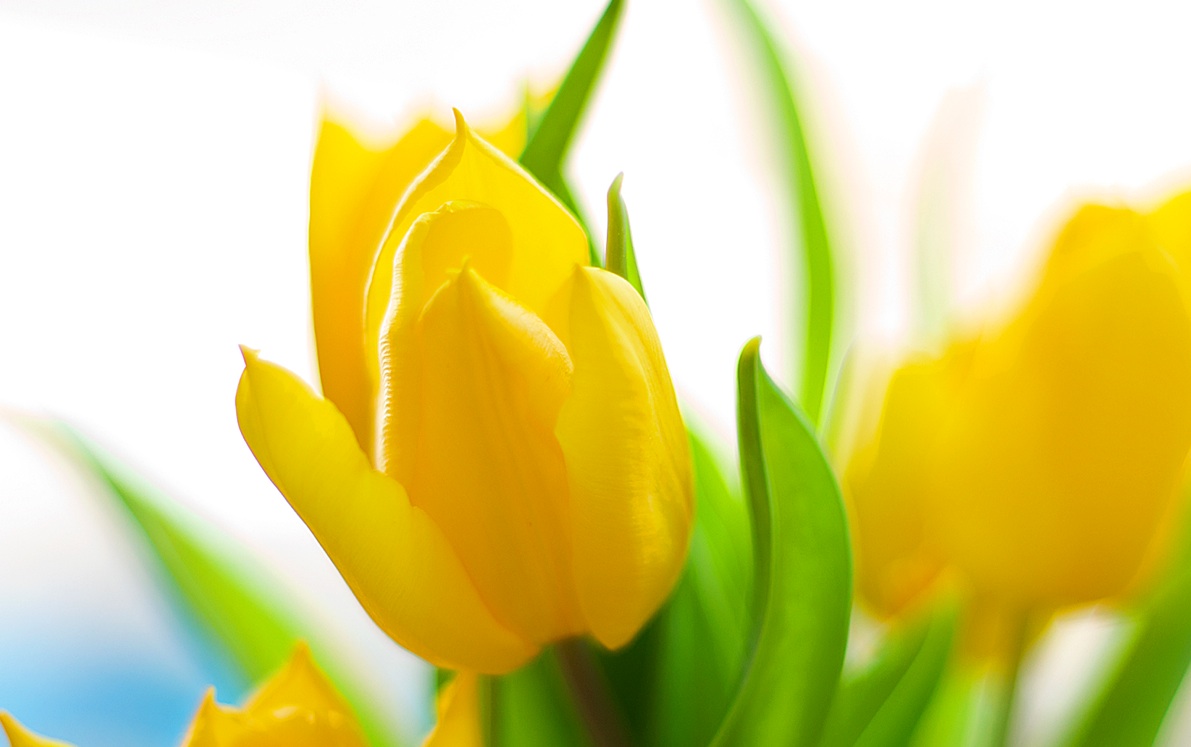 carta da parati tulipani gialli,fiore,giallo,tulipano,petalo,pianta fiorita