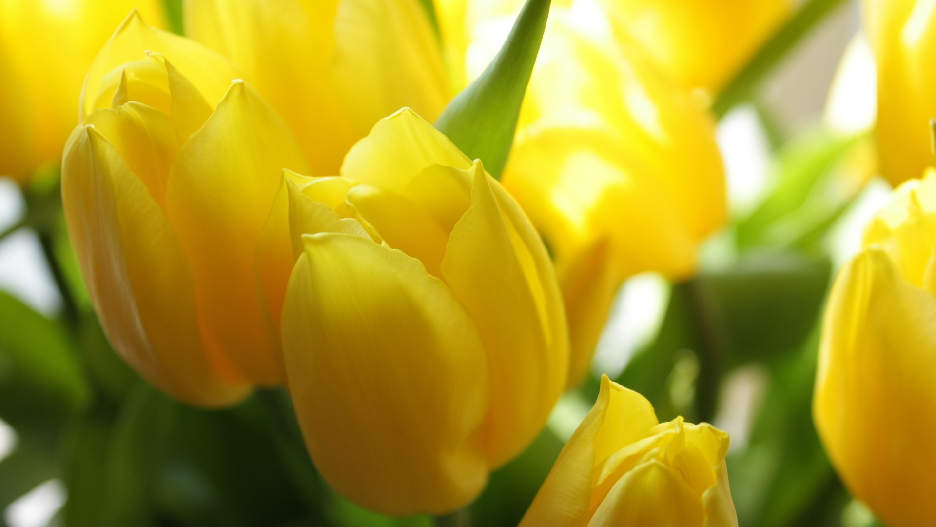 carta da parati tulipani gialli,fiore,pianta fiorita,giallo,petalo,tulipano