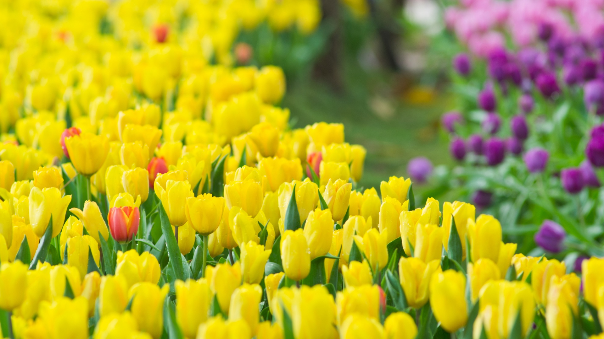 yellow tulips wallpaper,flower,flowering plant,petal,tulip,yellow