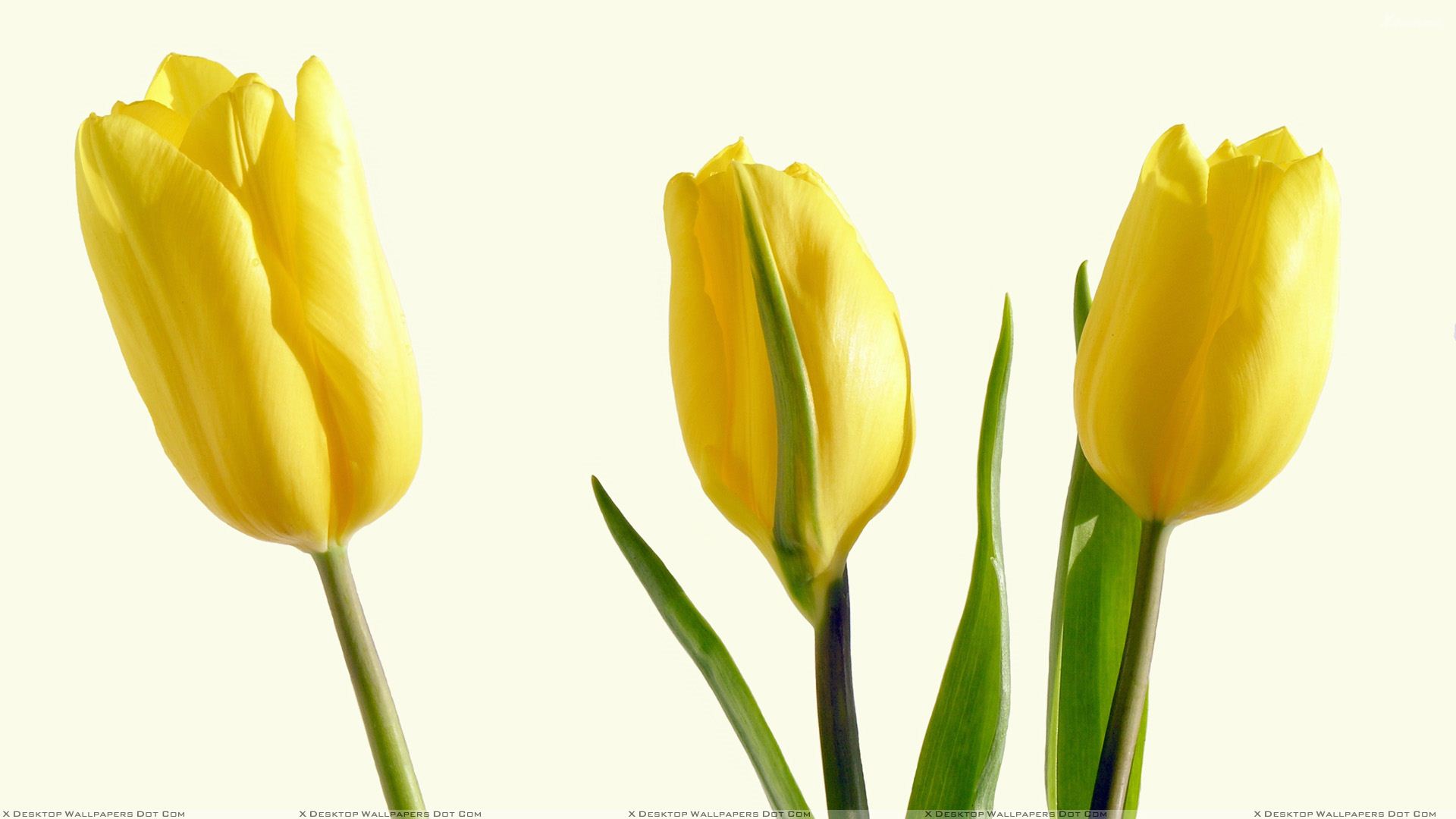 papier peint tulipes jaunes,fleur,plante à fleurs,jaune,tulipe,pétale