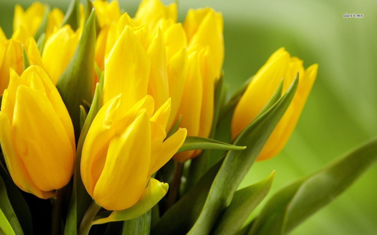 papier peint tulipes jaunes,fleur,plante à fleurs,jaune,pétale,plante