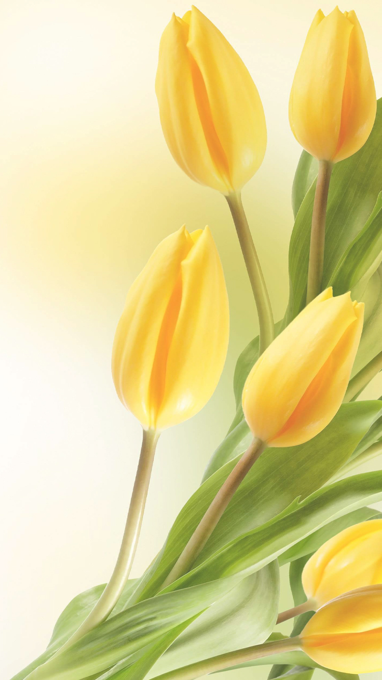 papier peint tulipes jaunes,tulipe,jaune,fleur,pétale,tulipe
