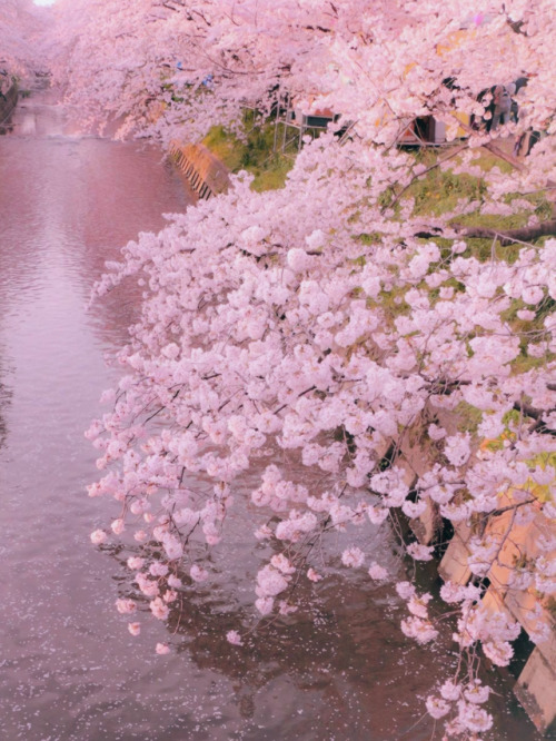 ipadミニ壁紙tumblr,花,桜の花,花,ピンク,工場
