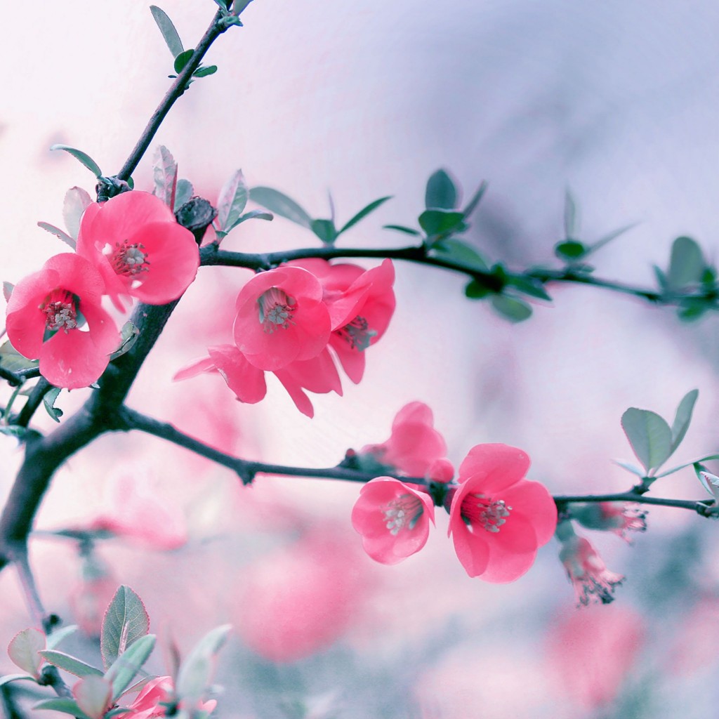 아이 패드 미니 배경 tumblr,꽃,분홍,꽃잎,식물,꽃