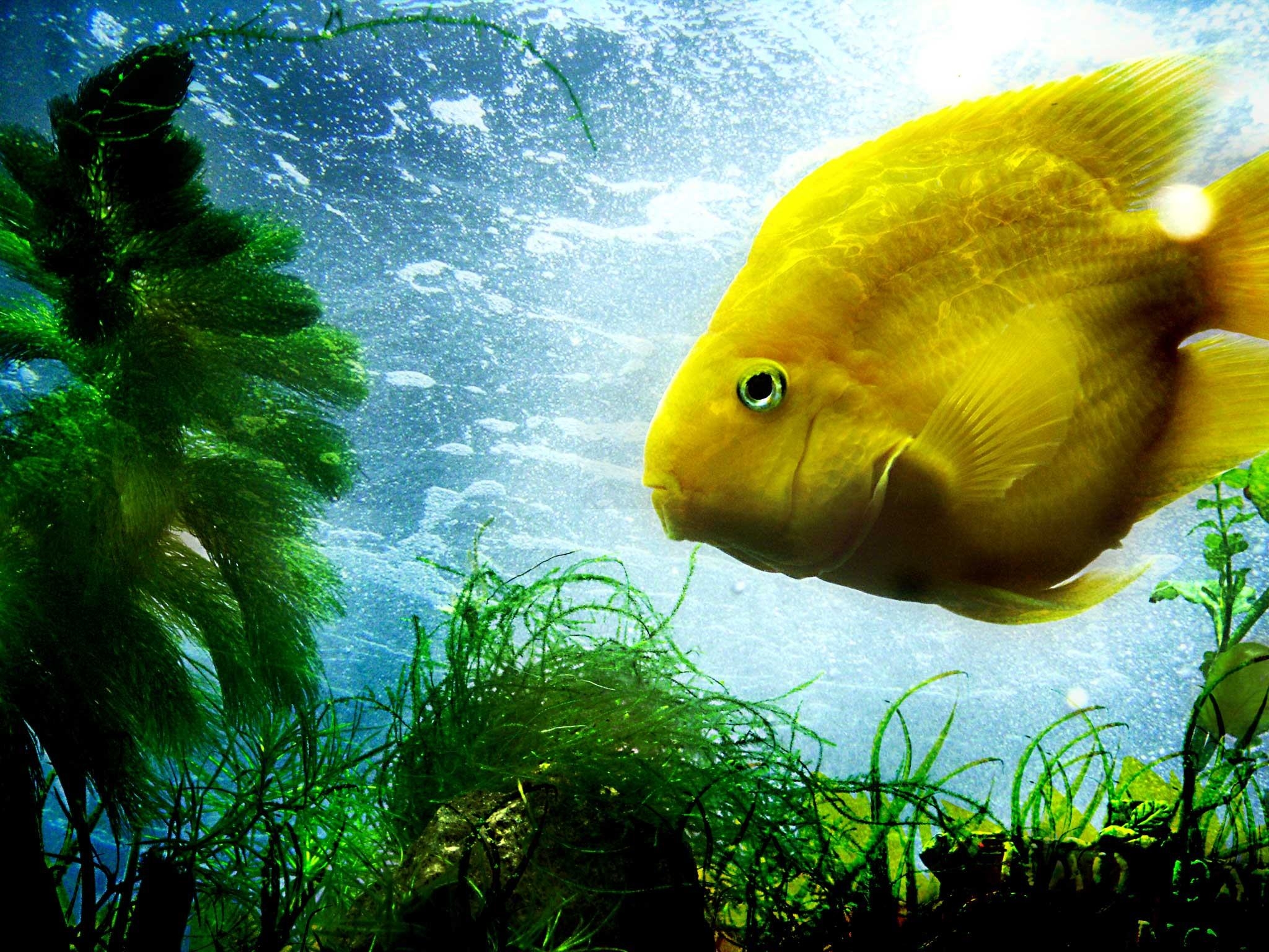 hd fonds d'écran ipad 2048x1536,la nature,poisson,l'eau,poisson,sous marin
