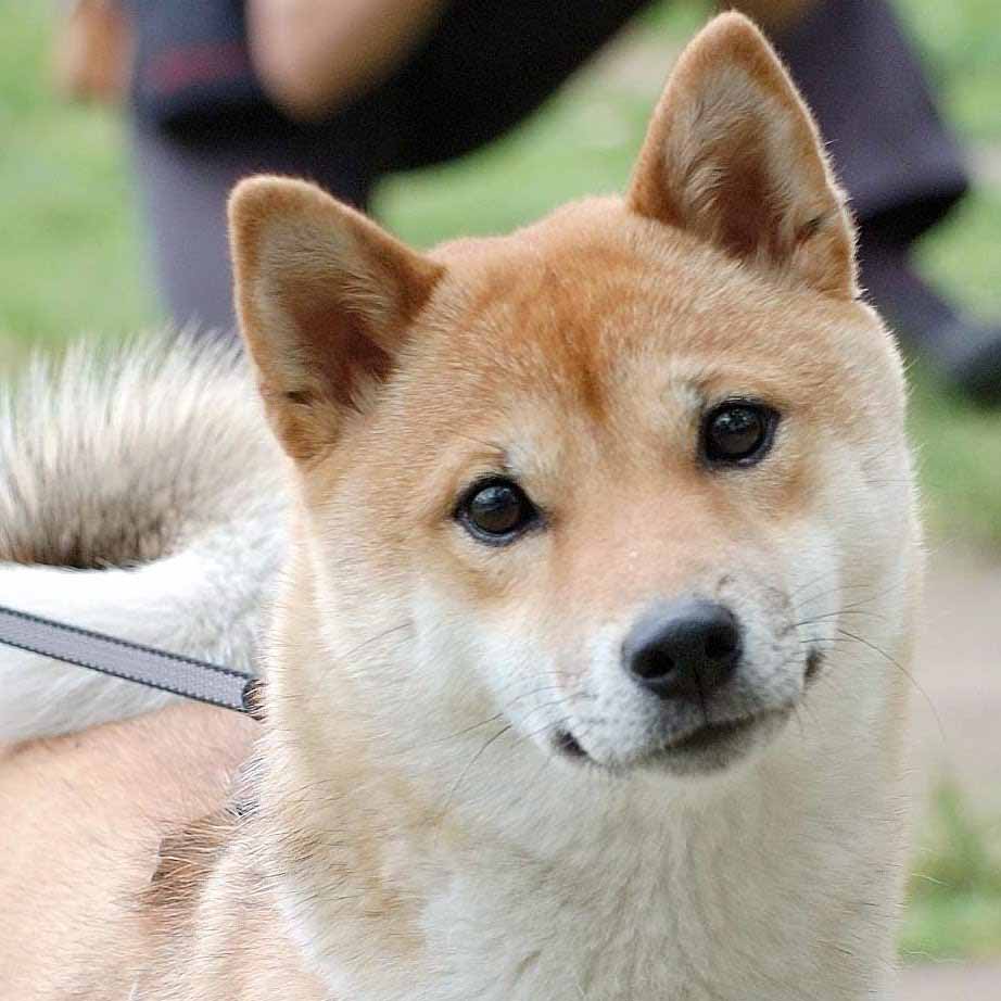 shiba tapete,hund,shiba inu,hokkaido,koreanischer jindo hund