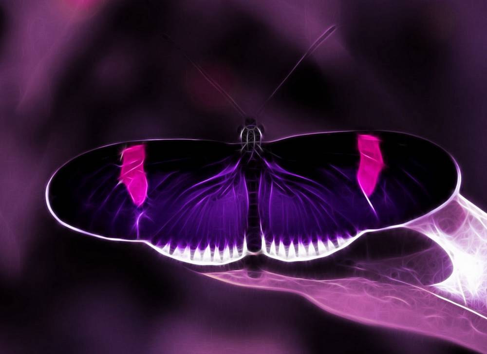 モバイル用の素敵な壁紙hd,バタフライ,紫の,バイオレット,昆虫,ピンク