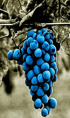 sfondi hd 480x800 per android,uva,frutta,frutto senza semi,blu,pianta