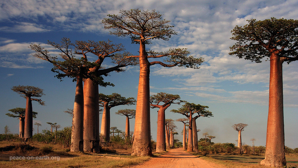 fondo de pantalla de madagascar,árbol,adansonia,planta leñosa,cielo,planta