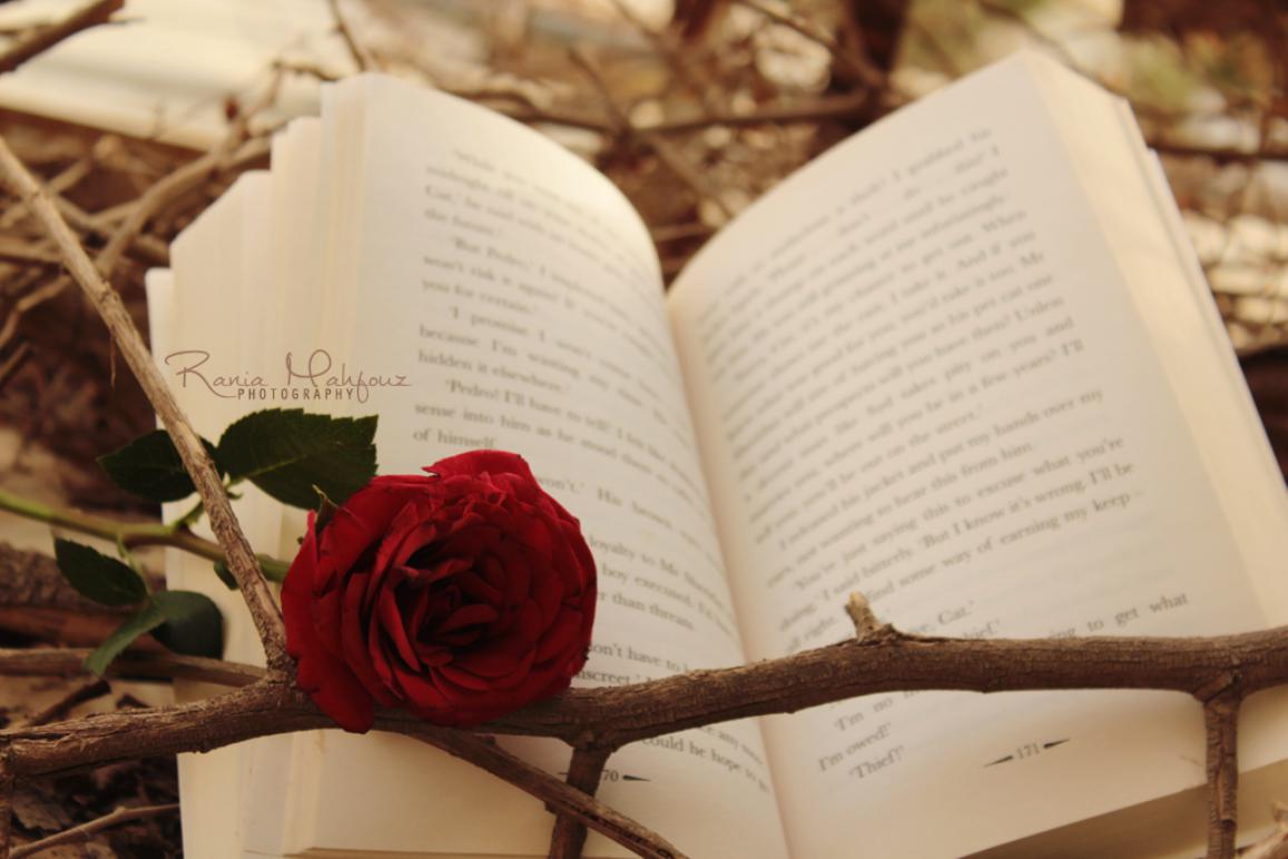 girl reading book wallpapers,text,petal,book,rose,flower