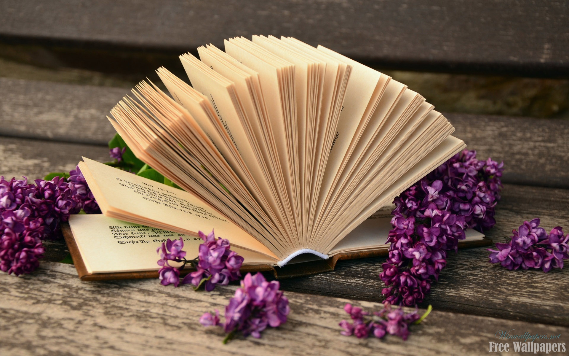 fond d'écran livre ouvert,ventilateur à main,violet,fleur,plante,fleur artificielle