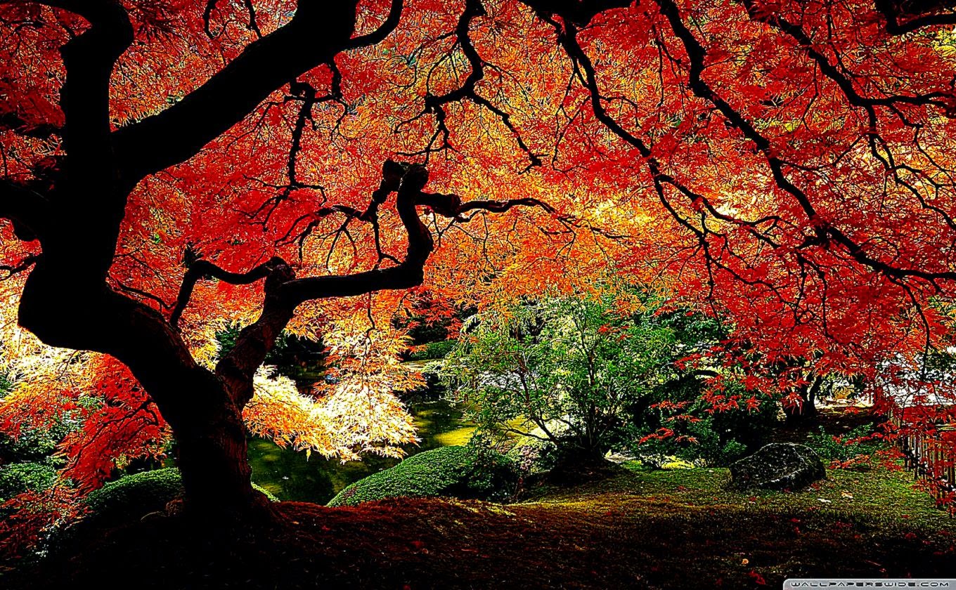 모바일에서 가장 아름다운 월페이퍼,나무,자연,잎,자연 경관,빨간