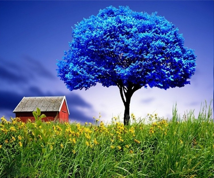 モバイル用の最も美しい壁紙,自然の風景,自然,木,空,青い