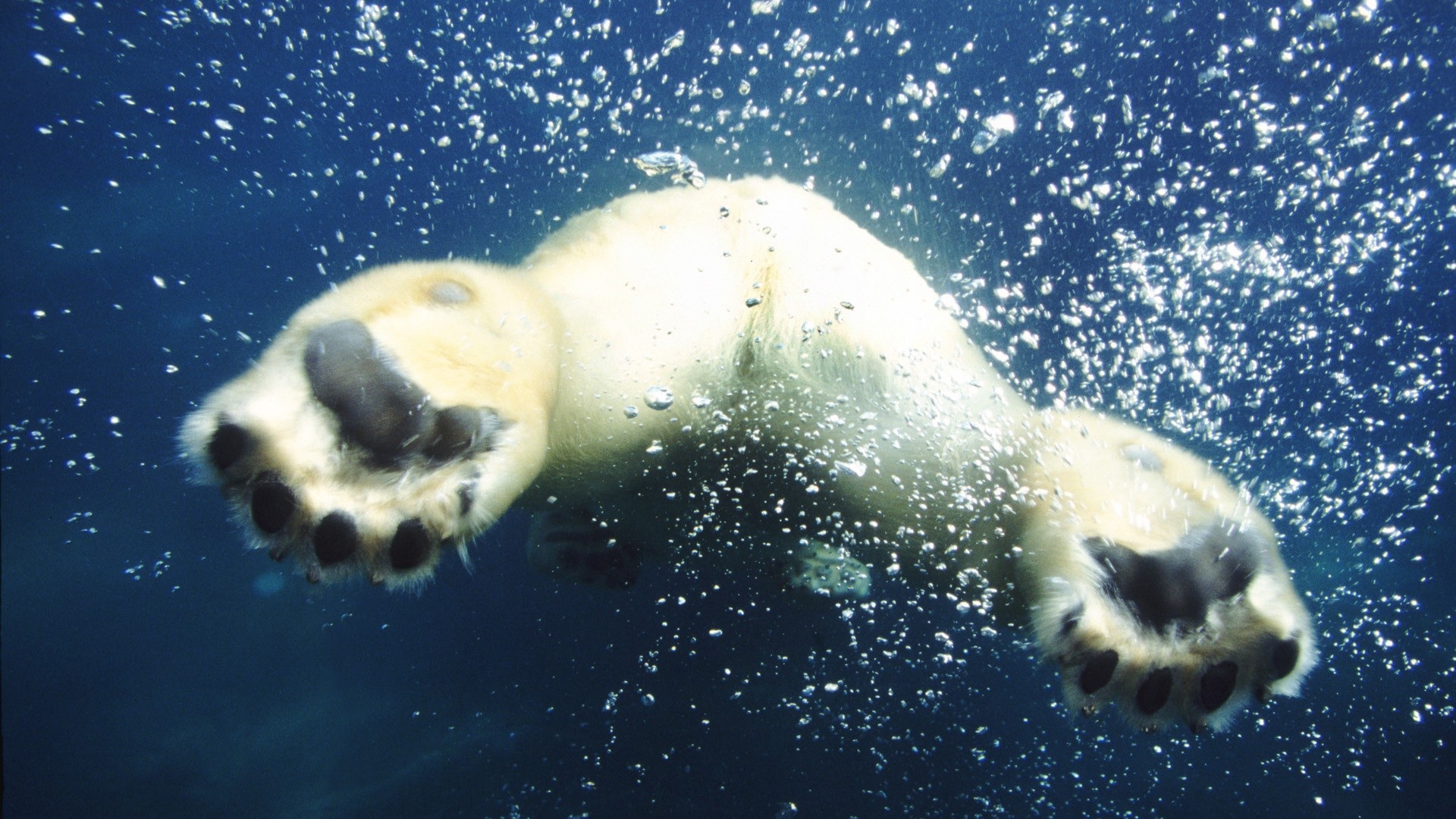 migliori sfondi mac hd,orso polare,orso,cielo,nuoto