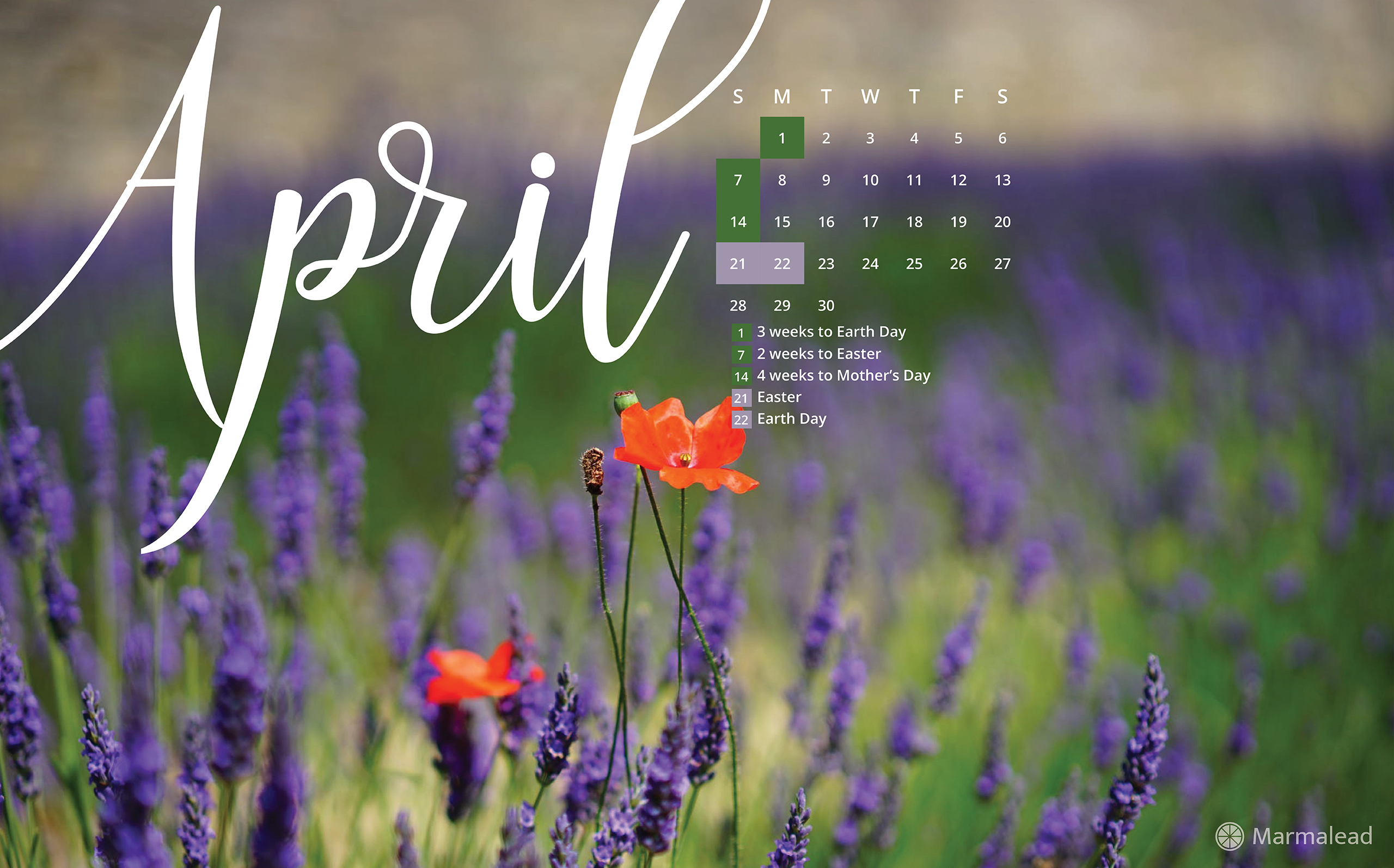 sfondo del calendario desktop gratuito,lavanda,fiore,testo,viola,pianta