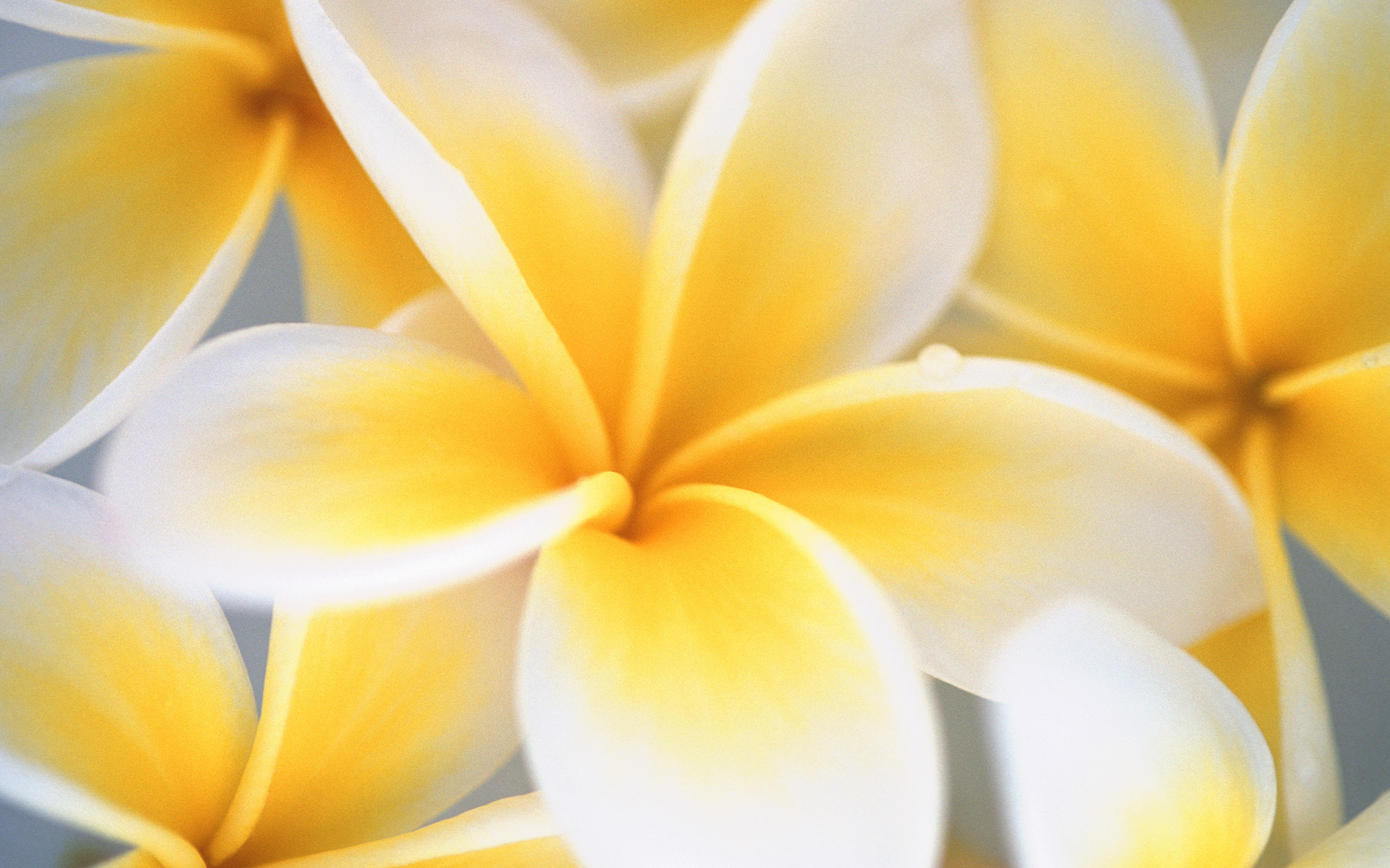 carta da parati gialla e bianca,petalo,frangipani,giallo,fiore,pianta