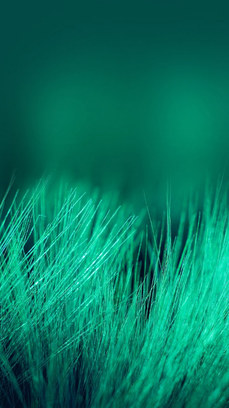 wallpaper for mens phone,green,grass,turquoise,grass family,fur