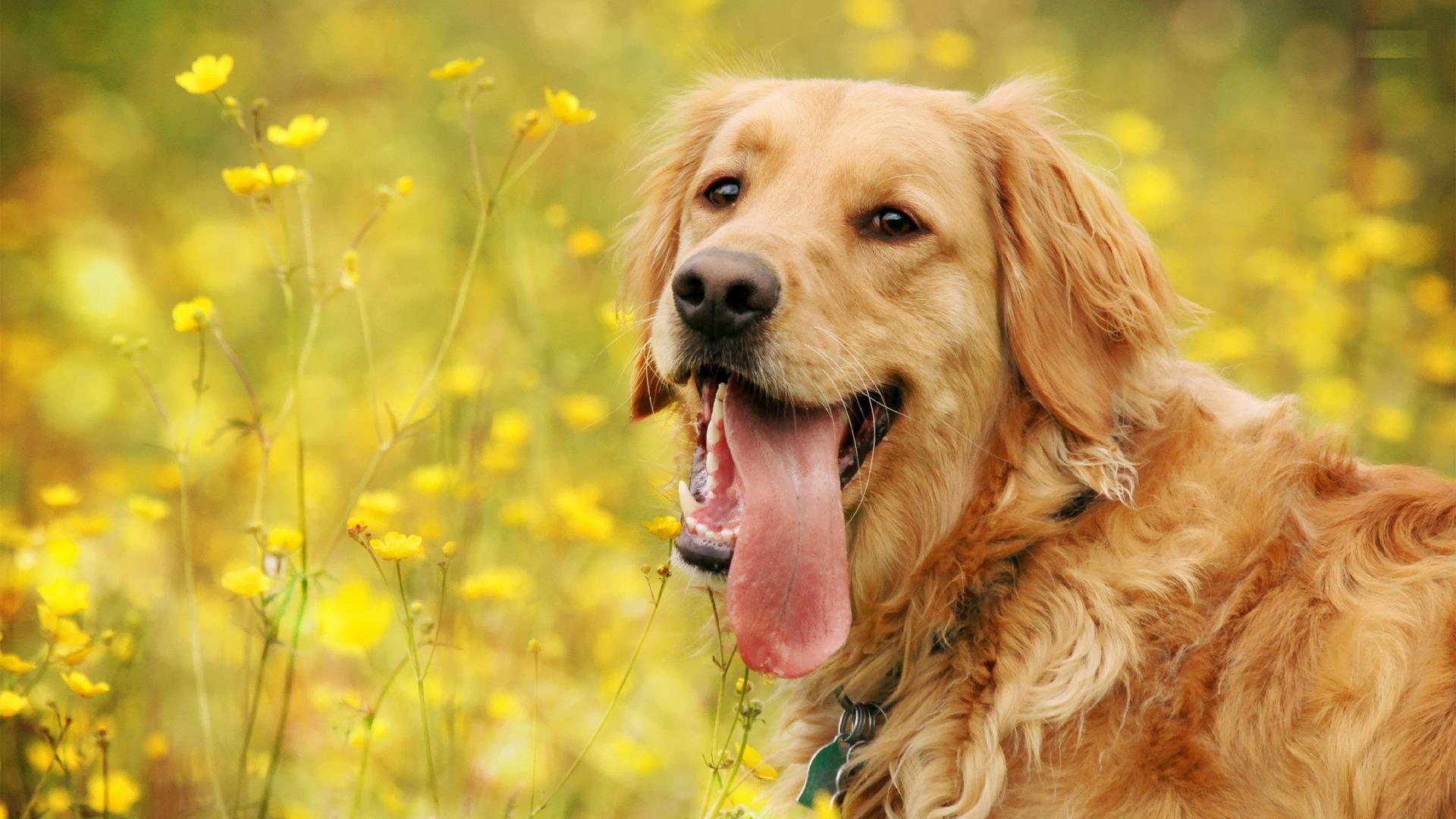 golden retriever hd wallpapers,dog,vertebrate,dog breed,canidae,mammal