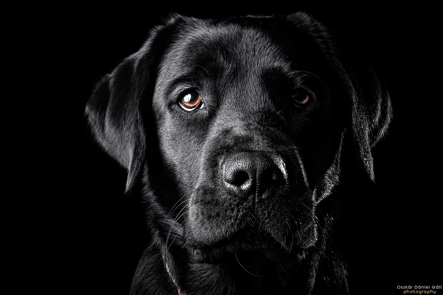 lab wallpaper,dog breed,dog,canidae,labrador retriever,black
