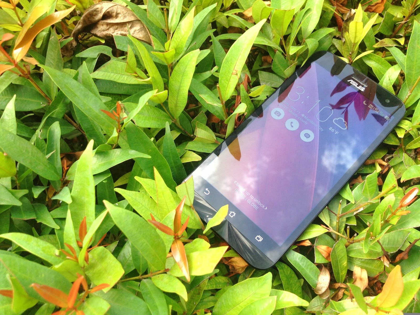 asus zenfone 2 laser wallpaper,leaf,plant,grass,flower,tree