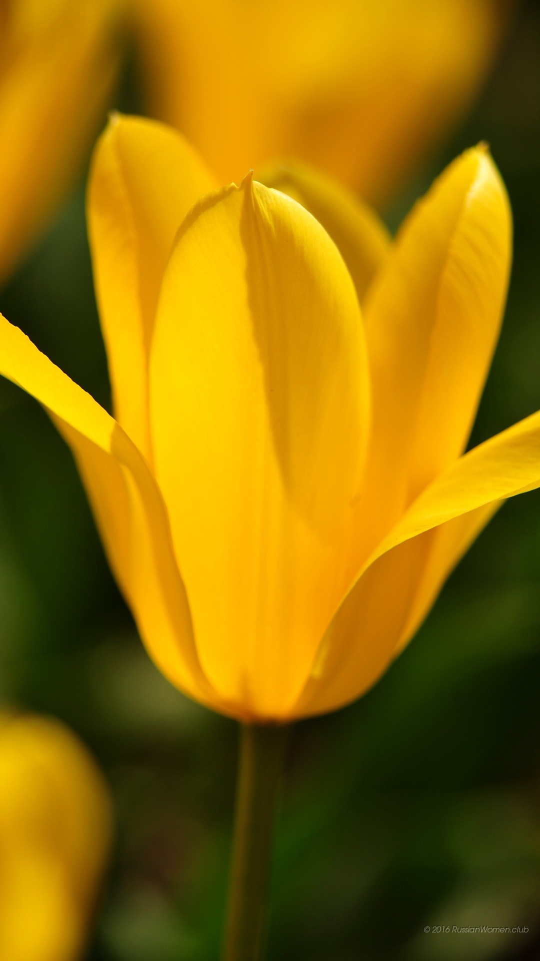 carta da parati laser asus zenfone 2,fiore,pianta fiorita,petalo,giallo,tulipano