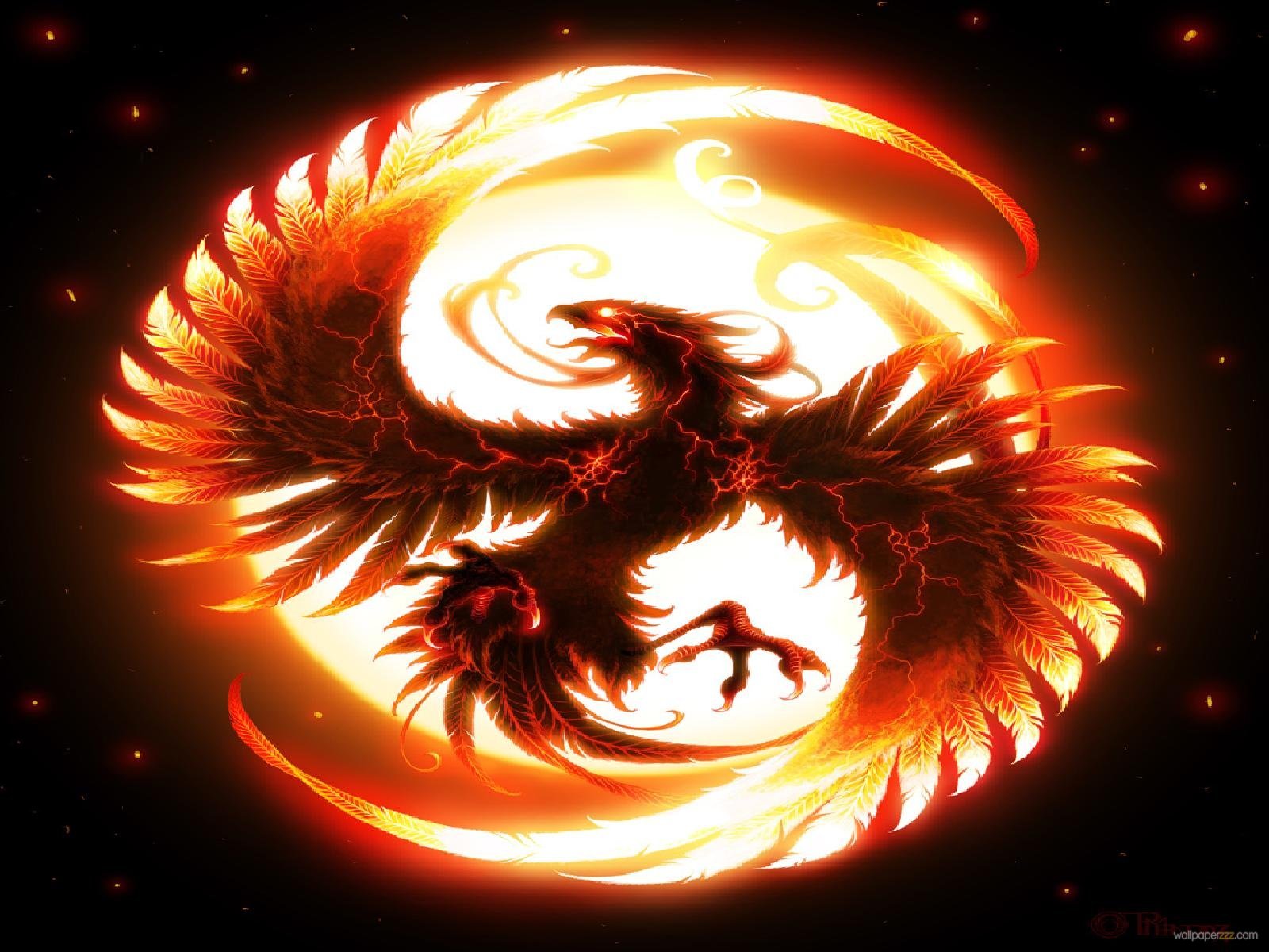 fond d'écran dragon téléchargement hd,chaleur,flamme,cercle,graphique,feu