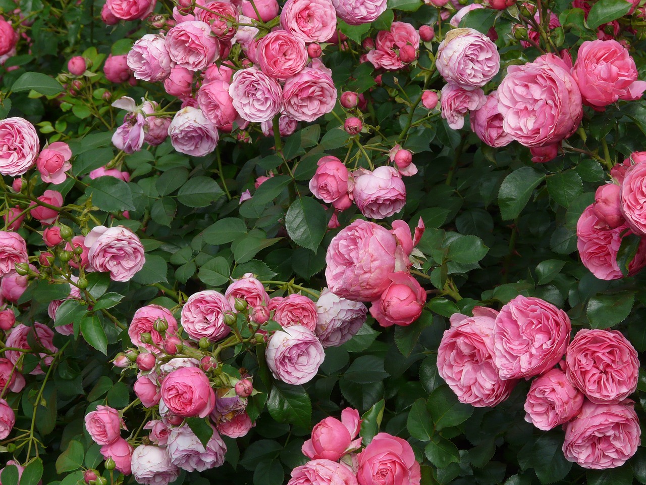 old rose wallpaper,flower,flowering plant,garden roses,rose,floribunda