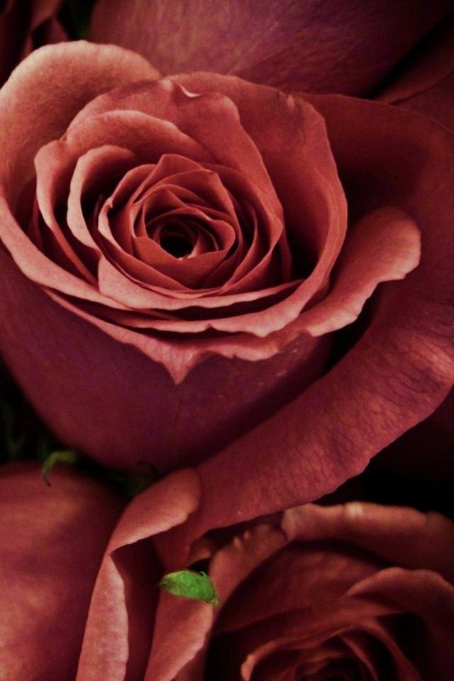 vieux papier peint rose,roses de jardin,pétale,rose,rose,fleur