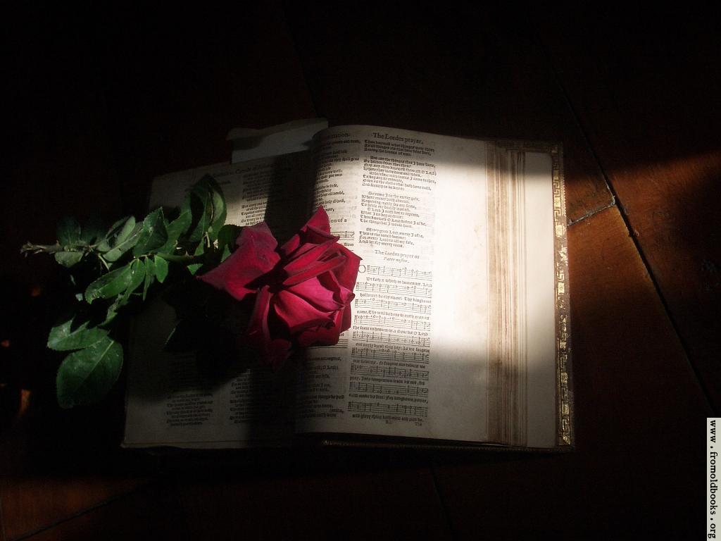 old rose wallpaper,red,light,pink,lighting,night