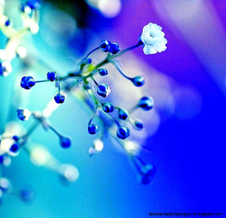 bellissimi sfondi per fb,blu,acqua,macrofotografia,rugiada,pianta