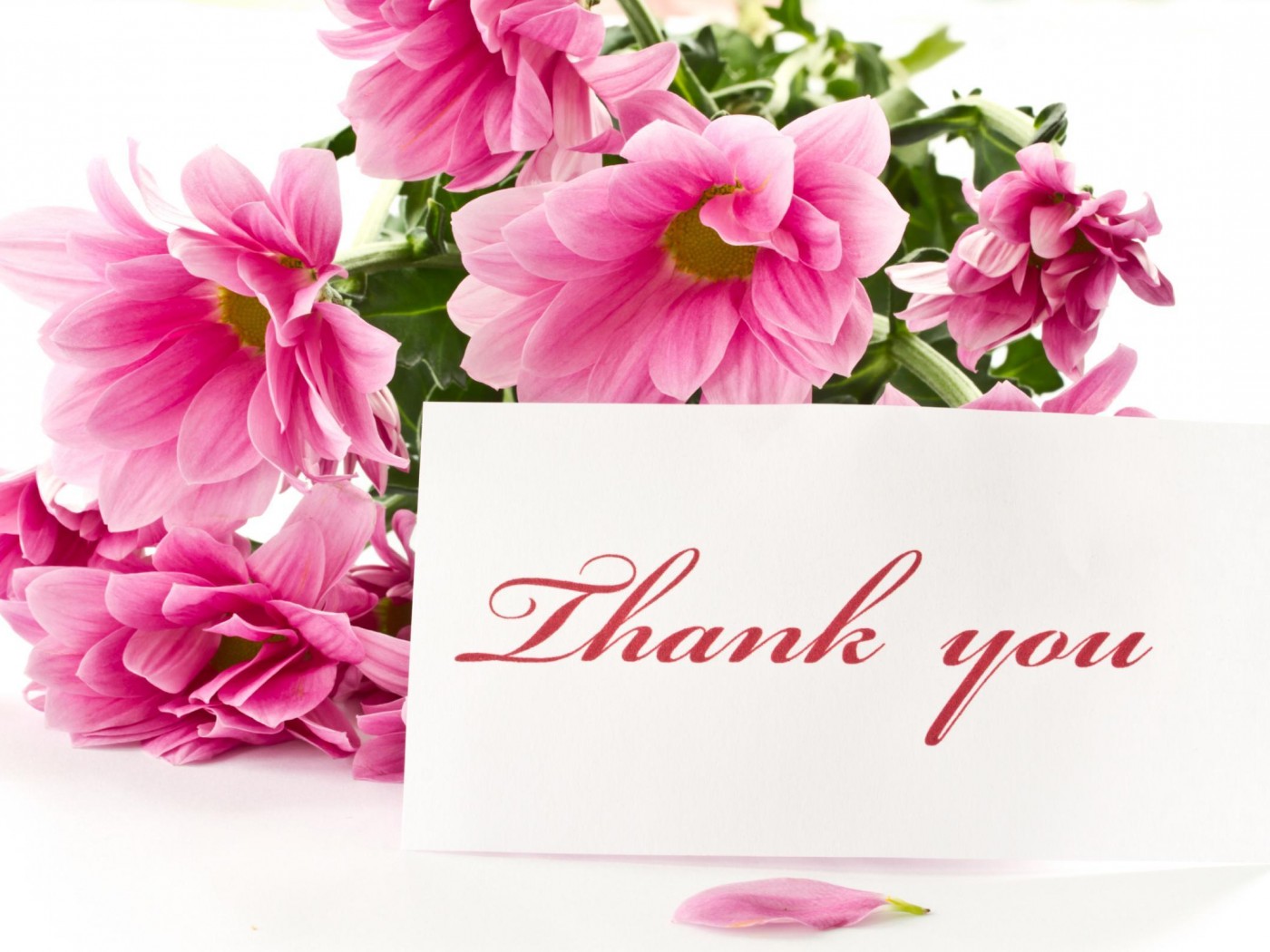 thank you wallpaper download,pink,flower,petal,plant,cut flowers