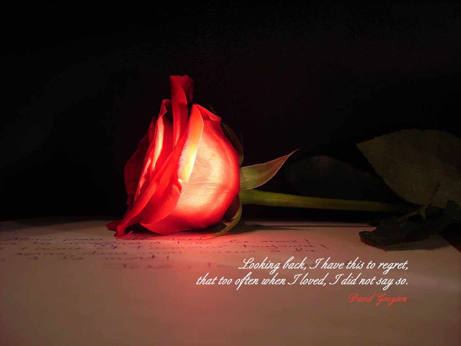 2016 love wallpaper,red,still life photography,light,darkness,petal