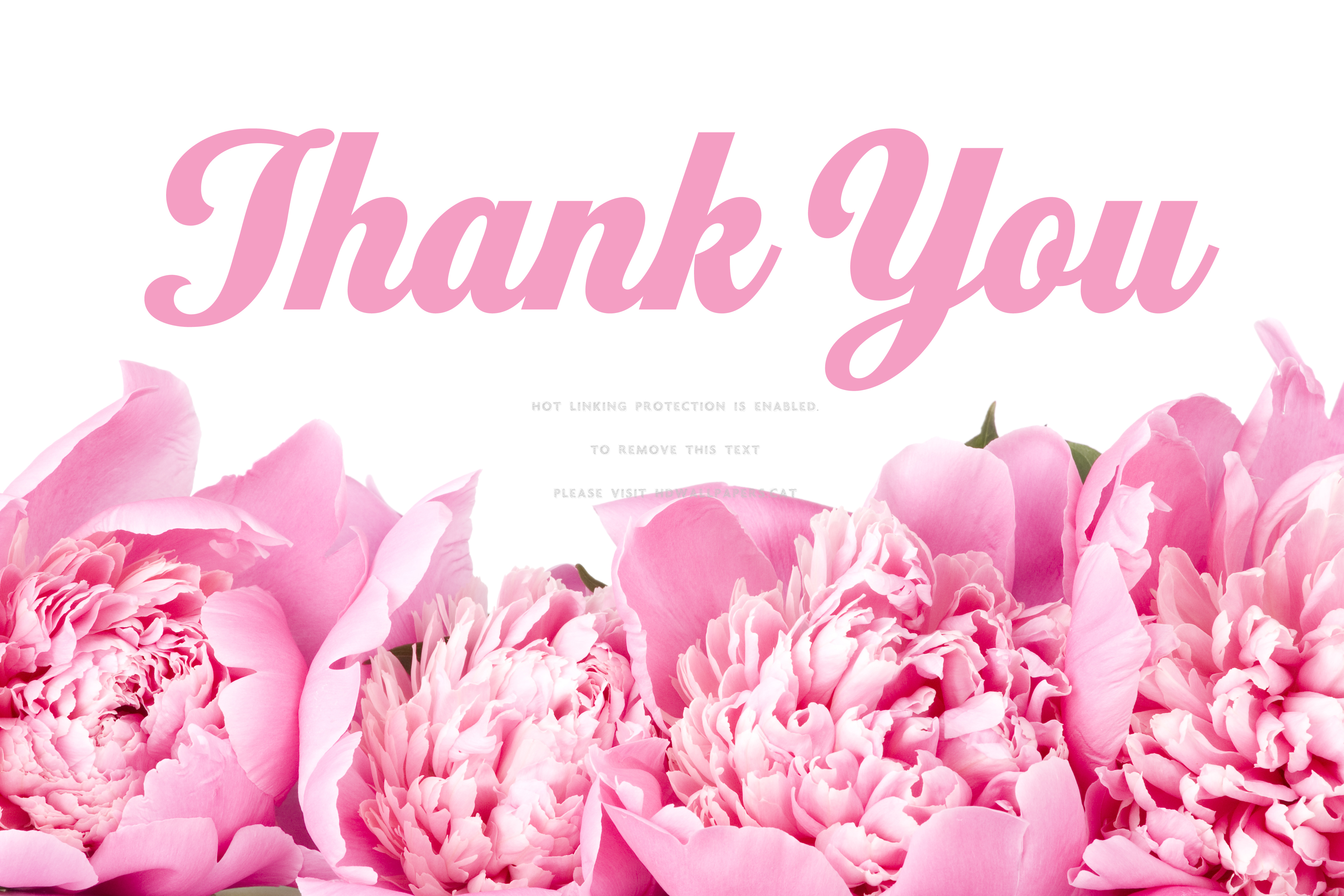 thank you wallpaper hd,pink,flower,petal,font,plant