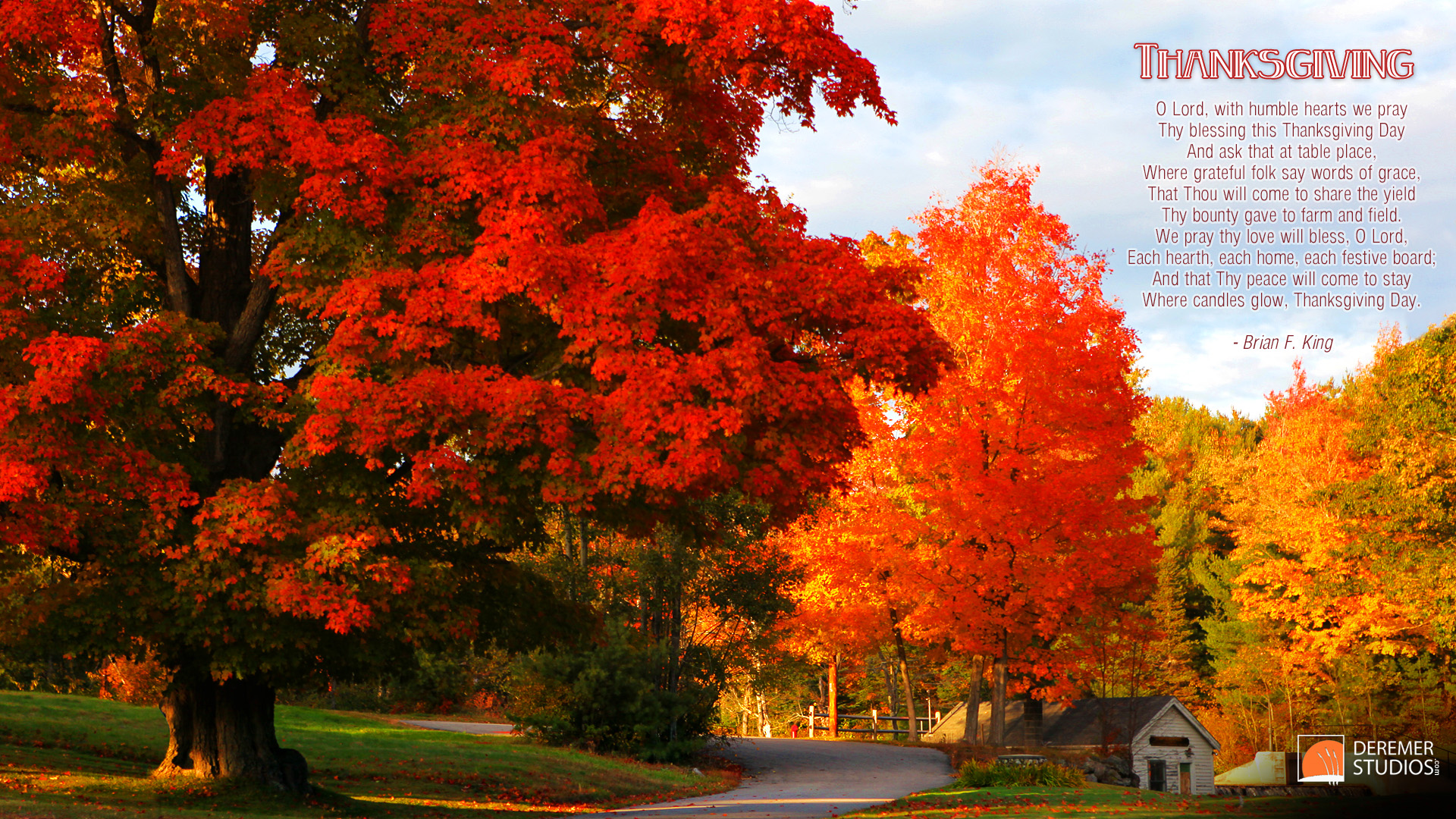 papel tapiz de la computadora de acción de gracias,árbol,hoja,naturaleza,rojo,otoño