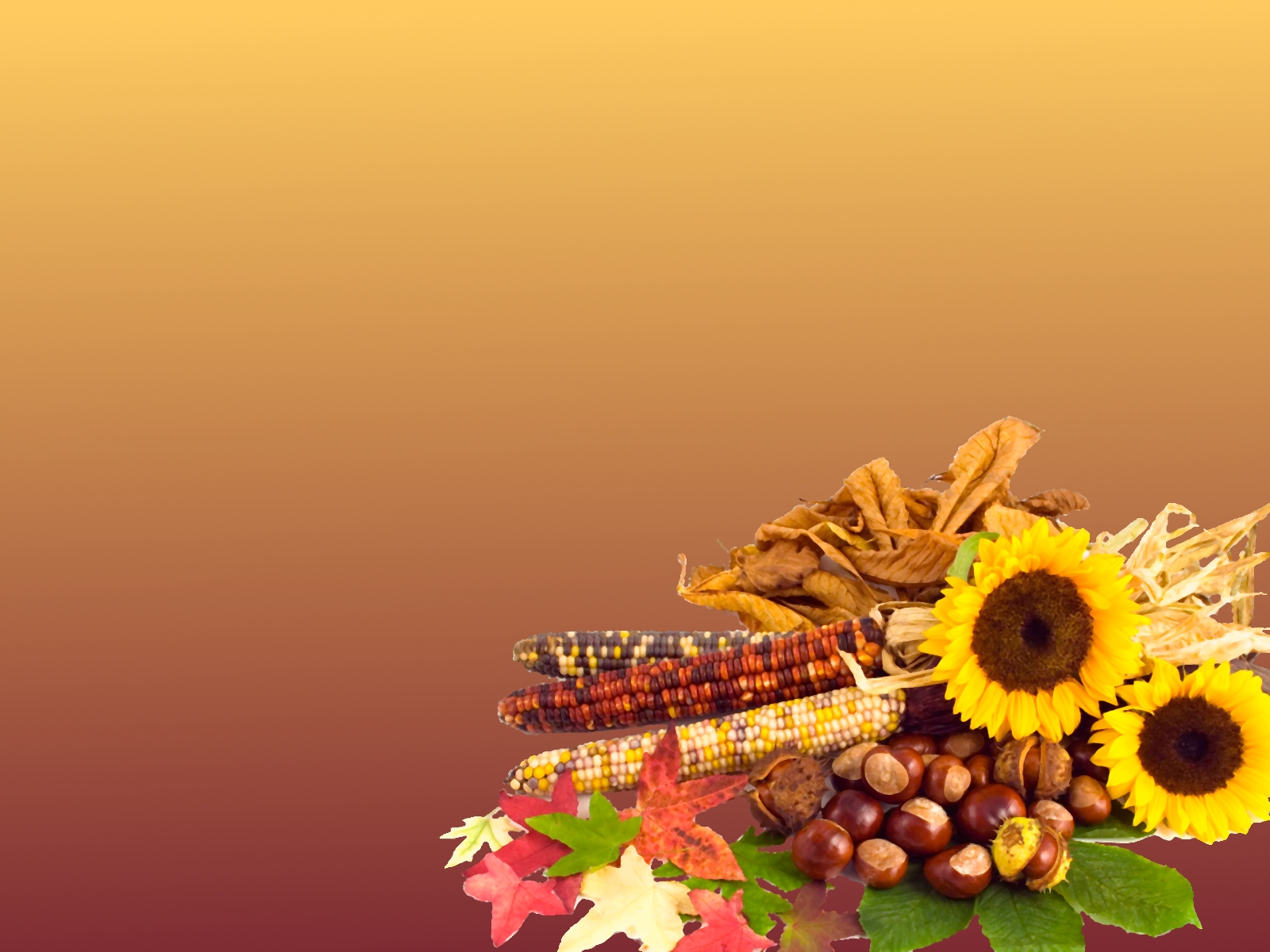 thanksgiving computer wallpaper,yellow,sunflower,flower,sunflower,plant