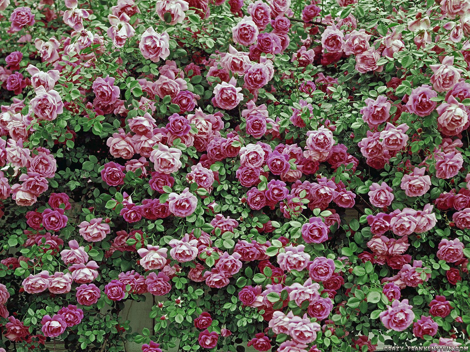 american beauty wallpaper,flower,flowering plant,plant,garden roses,floribunda